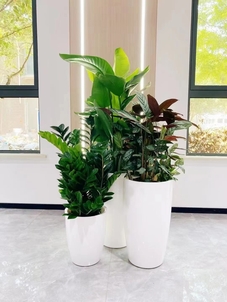 奉化植物租摆哪家好